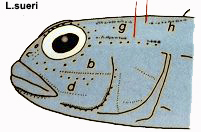 Lesueurigobius suerii _geniporos